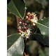 Bach Flower Remedies for Animals - Holly